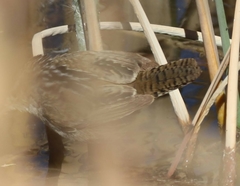 Cistothorus palustris plesius