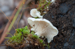 Clitocybe truncicola