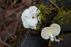 Clitocybe truncicola