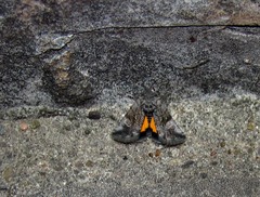 Copanarta aurea