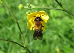 Andrena nitida