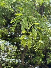 Prosopis pallida