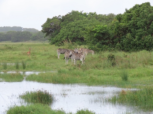 Plains zebra