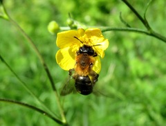 Andrena nitida