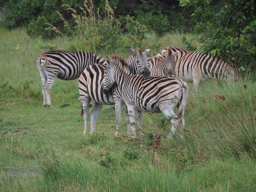 Plains zebra