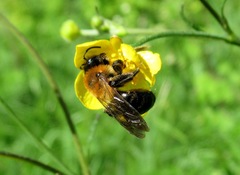 Andrena nitida