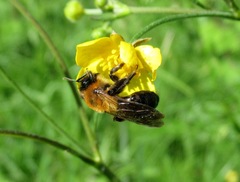 Andrena nitida