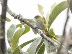 Euphonia trinitatis