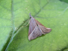 Hypena lividalis