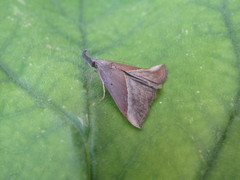 Hypena lividalis