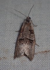 Decodes macdunnoughi