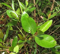 Tricalysia