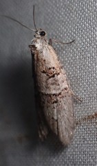 Decodes macdunnoughi