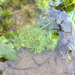 Limnophila trichophylla