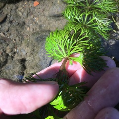 Limnophila trichophylla