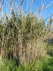 Arundo donax