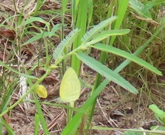 Chamaecrista plumosa