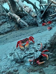 Goniopsis cruentata