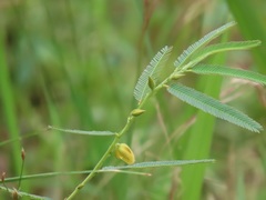 Chamaecrista plumosa