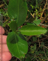 Tricalysia