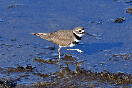 Killdeer photographed in Florida