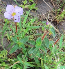 Argyrella phaeotricha