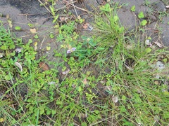 Argyrella phaeotricha