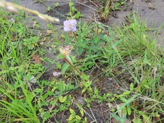 Argyrella phaeotricha
