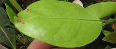 Tricalysia