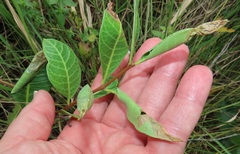 Raphionacme lucens