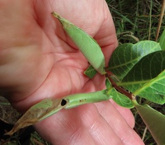 Raphionacme lucens