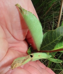 Raphionacme lucens