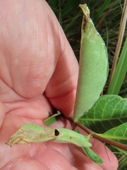 Raphionacme lucens