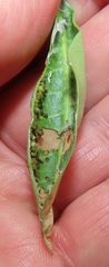 Raphionacme lucens