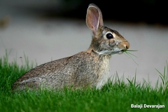 Sylvilagus floridanus