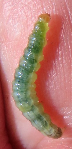 Diaphania perspicillalis