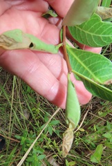 Raphionacme lucens