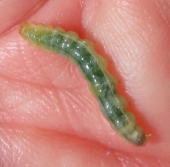 Glyphodes bicoloralis