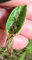 Raphionacme lucens
