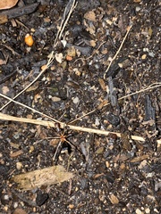 Leptomyrmex rothneyi