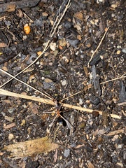 Leptomyrmex rothneyi