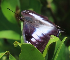 Charaxes ethalion ethalion