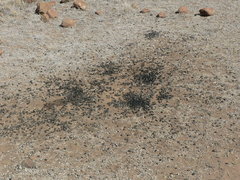 Alcelaphus buselaphus caama