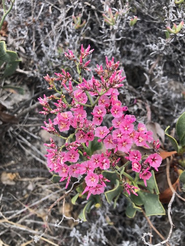 Image of Limonium peregrinum by (c) Charleen Brunke, some rights reserved (CC BY)