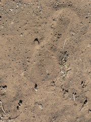 Alcelaphus buselaphus caama