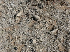 Lupulella mesomelas mesomelas