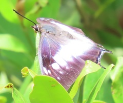 Charaxes ethalion ethalion