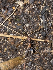 Leptomyrmex rothneyi