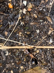 Leptomyrmex rothneyi
