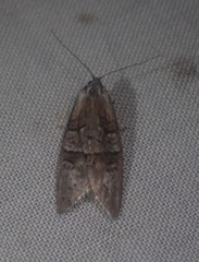 Decodes macdunnoughi